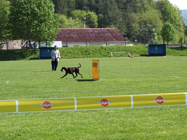 www.atibox.net * www.euroboxer.eu * www.boxergenealogia.eu
